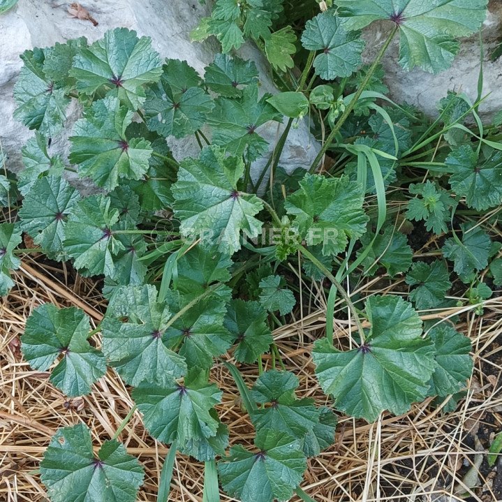 Mauve des bois, Mauve commune, Malva sylvestris image